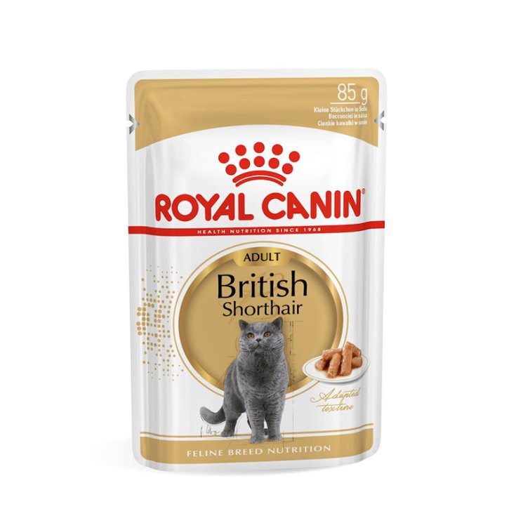 Adult British Shorthair - 85GR