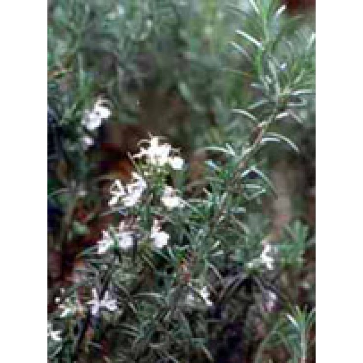 Herboplanet Rosmarinus Officinalis T.S.A. 50ml