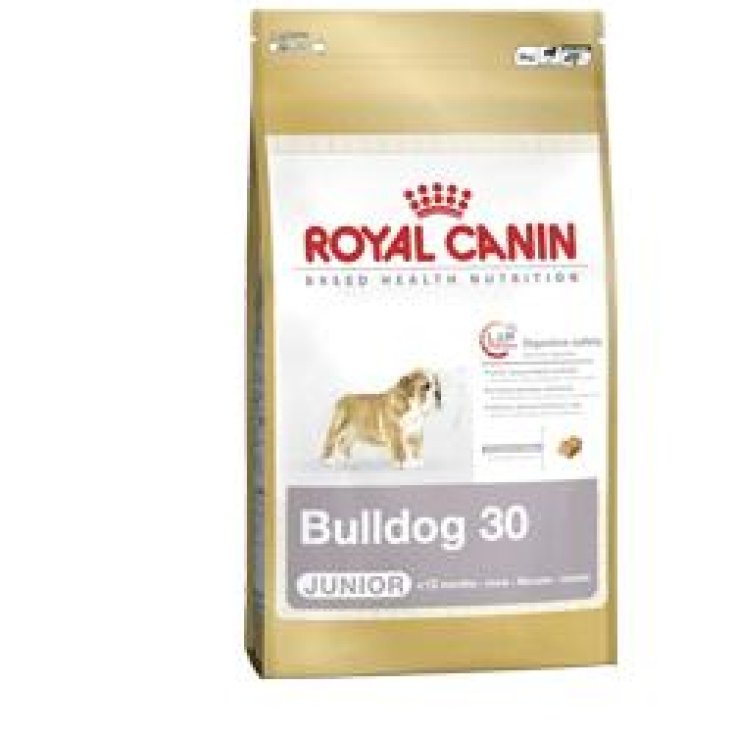 Bulldog Inglese Junior - 12KG