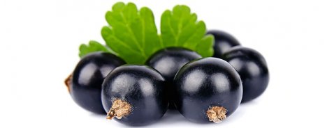 Le proprietà curative del Ribes Nero