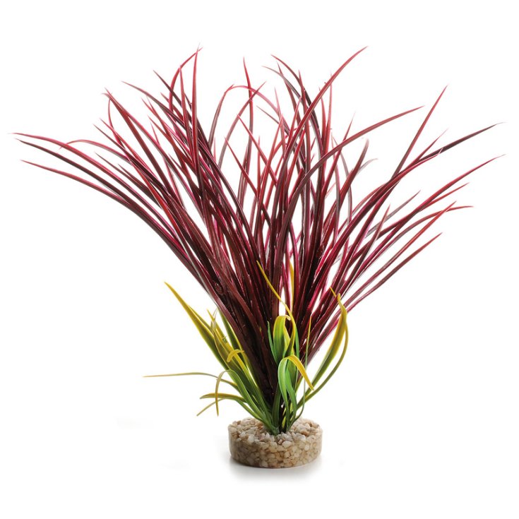 ACQUAFRIEND PIANTINA ACOROUS,BASE IN GHI