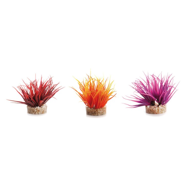 ACQUAFRIEND PIANTINA NANO,BASE IN GHIAIA